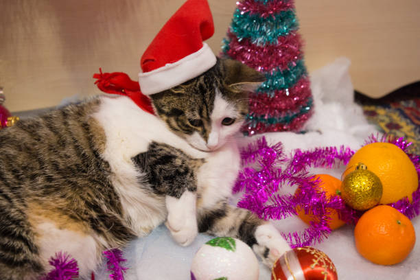 istock portrait of a cat 1406717936