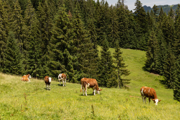 istock alpine alm in Austria near Hintersee 1406719817