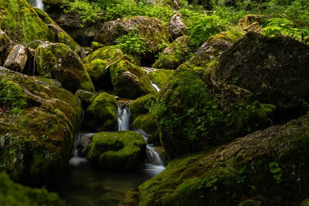 istock forest and creek near Hintersee in Austria 1406720300