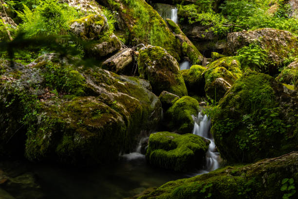 istock forest and creek near Hintersee in Austria 1406720304