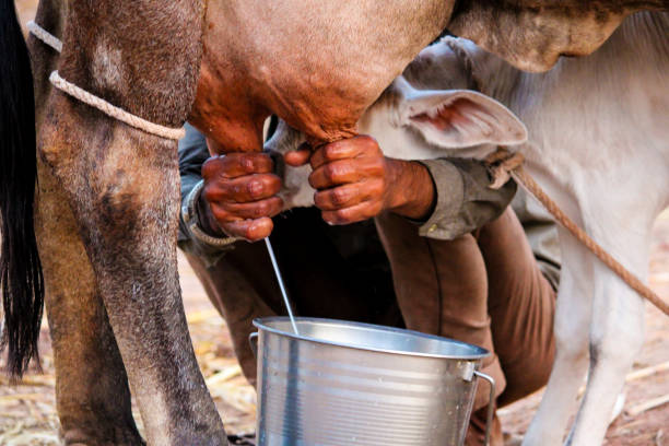 istock Milking cow,indian men milks cows at farm,selective focus 1406721562