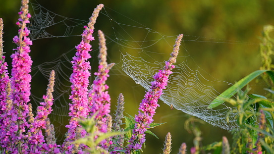 Dew droplets shimmer on spider webs and purple flowers in early morning light. Jubilee field, Mildenhall, England