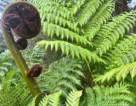 Horizontal close up of lush green forest fern fronds with curled fiddlehead in sun tropical bushland Australia