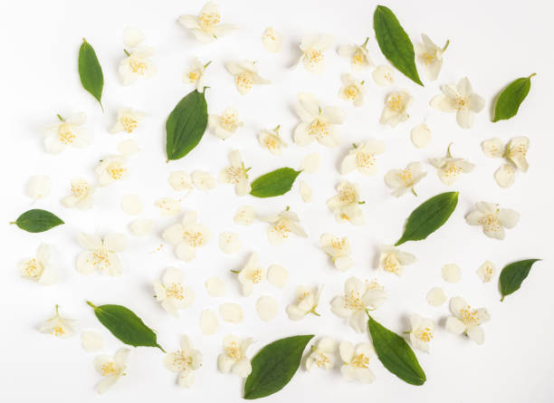 istock Composition of jasmine flowers and leaves. 1406723268