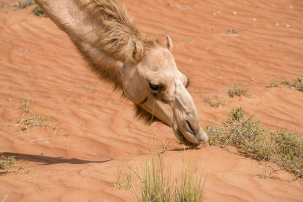detailaufnahme von kopf und hals eines arabischen oder auch dromedarischen kamels, das sich an einem heißen tag in der wüste von wahiba sands, oman, von büschen ernährt. majestätische wüstentiere arabiens. nomadenleben, nomadentier. - camel animal dromedary camel desert stock-fotos und bilder