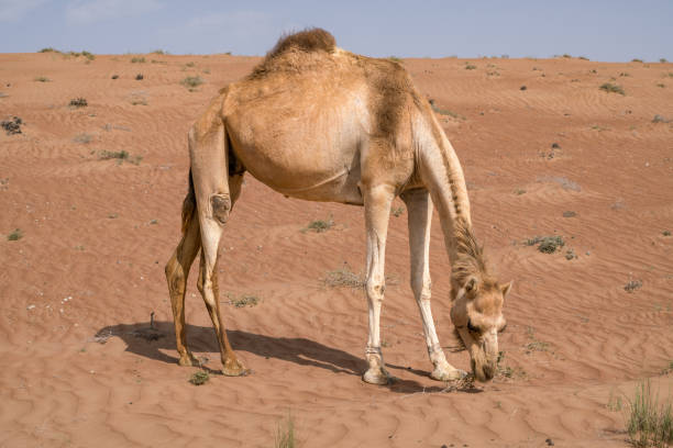 Detail shot of Camelus dromedarius,Arabian, or also dromedary camel feeding on bushes on a hot day in the desert of Wahiba Sands, Oman. Majestic desert animals of Arabia. Nomadic life, nomadic animal. stock photo