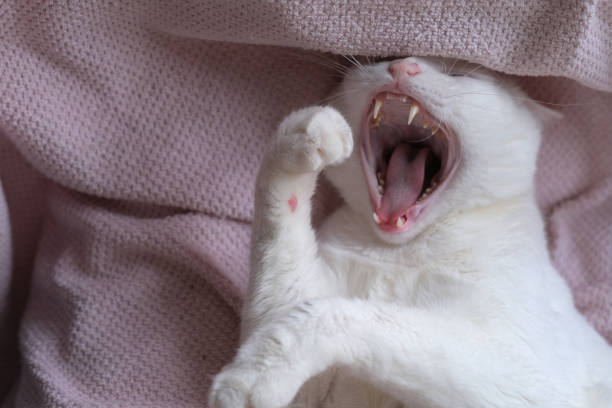 funny white cat open big mouth yawning