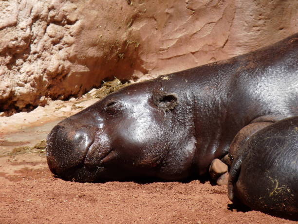 a dwarf hippo sleeping in the sun with his baby - photo - hippopotamus amphibian sleeping hippo sleeping imagens e fotografias de stock