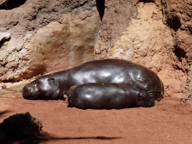 un hipopótamo enano durmiendo al sol con su bebé - foto - hippopotamus amphibian sleeping hippo sleeping fotografías e imágenes de stock