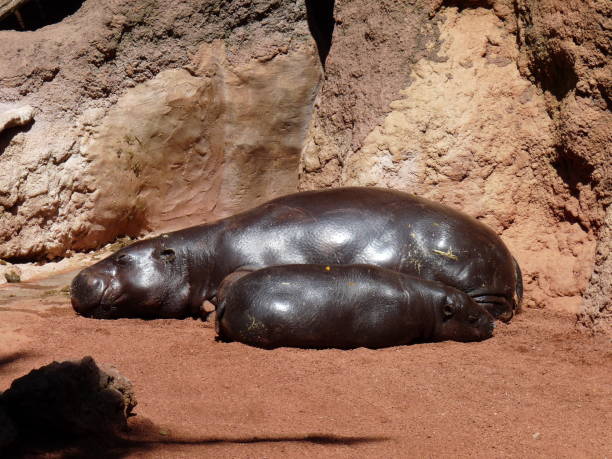 hipopotam karłowaty śpiący na słońcu ze swoim dzieckiem - zdjęcie - hippopotamus amphibian sleeping hippo sleeping zdjęcia i obrazy z banku zdjęć