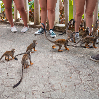 Little monkeys with long tails, a flock in the forest, funny primates in a nature park, animal watching