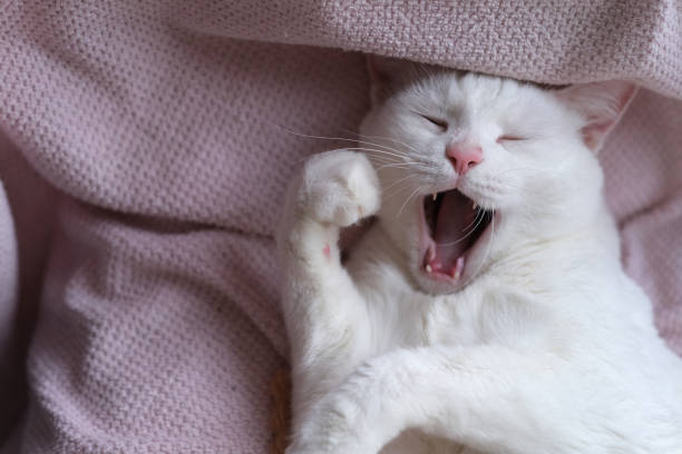 Selective focus photo of white yawning cat. Close up.
