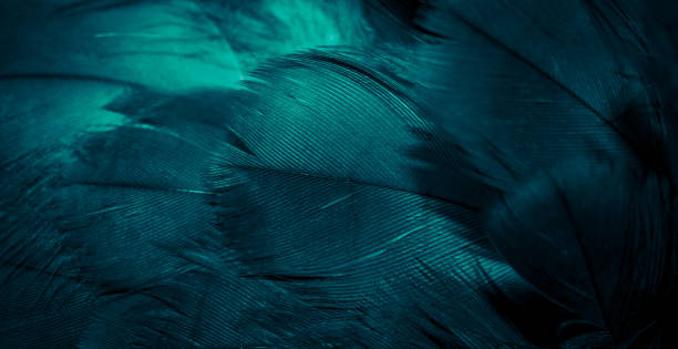 istock blue hawk feathers with visible detail. background or texture 1406724988