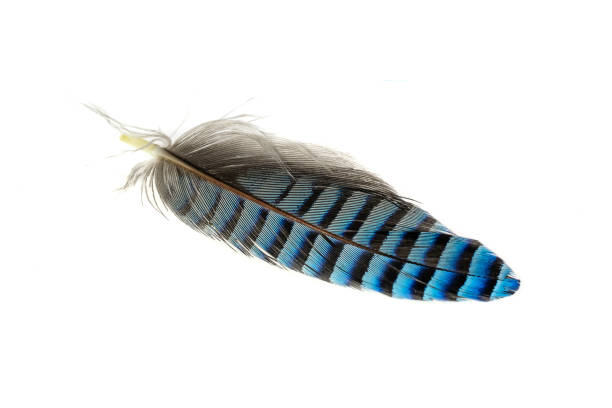 istock blue with black striped jay feather on white isolated background 1406724993