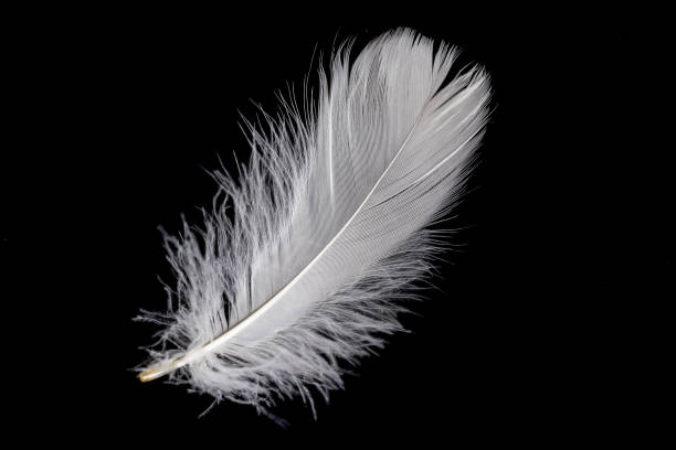 istock white feather of a goose on a black background 1406725024