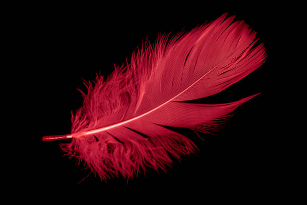 istock a red goose feather on a black isolated background 1406725036