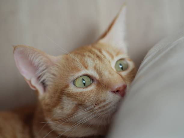 istock Lovely ginger cat is hiding 1406727274
