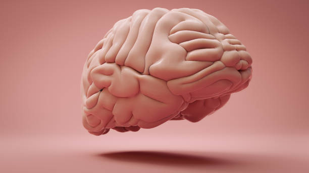 istock Model of human brain floating over pink studio background. Concept of creativity, intelligence, innovation and inspiration. 3D rendering. 1406728688