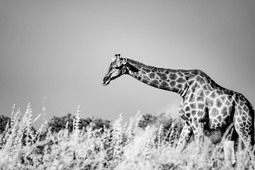 Southern Giraffe at Etosha National Park in Kunene Region, Namibia