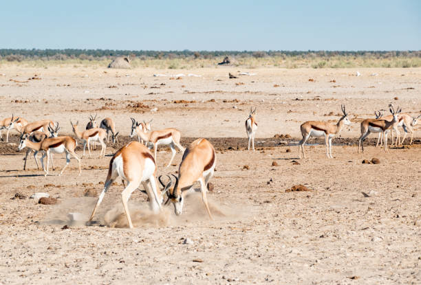 istock Springbok at Nebrownii Waterhole in Etosha National Park, Namibia 1406728971