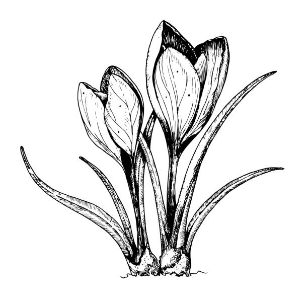 szkic kwiatu krokusa - crocus stock illustrations