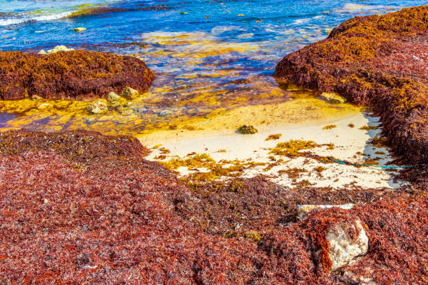 istock Very disgusting red seaweed sargazo beach Playa del Carmen Mexico. 1406730181