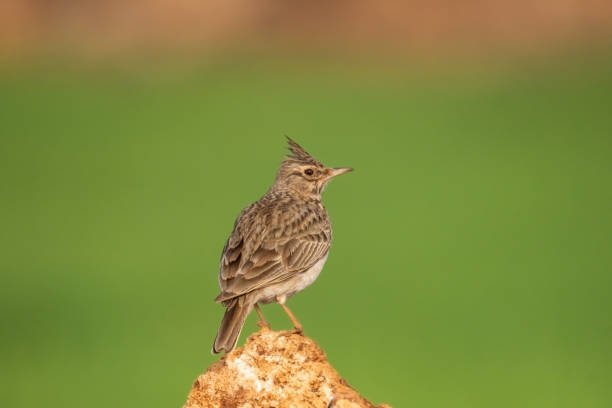 Male Crested Lark in the bush. copy space Male Crested Lark in the bush. copy space. galerida cristata stock pictures, royalty-free photos & images