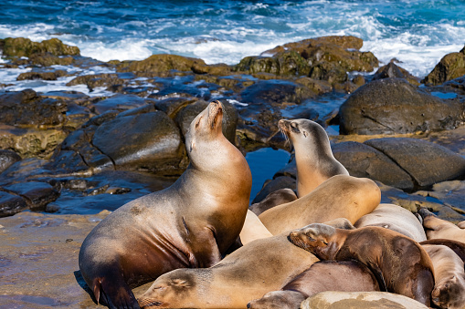 Large group of Australian fur seals or sea lions swimming through clear ocean