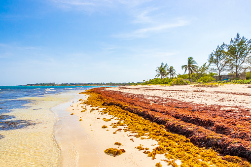 A lot of very disgusting red seaweed sargazo at tropical mexican beach Punta Esmeralda in Playa del Carmen Mexico.