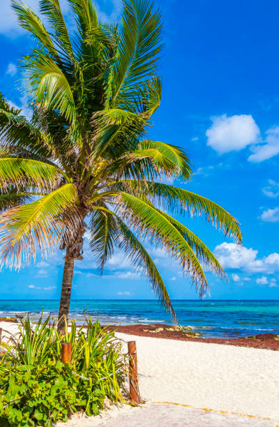 palmeira tropical com céu azul playa del carmen méxico. - mayan riviera - fotografias e filmes do acervo