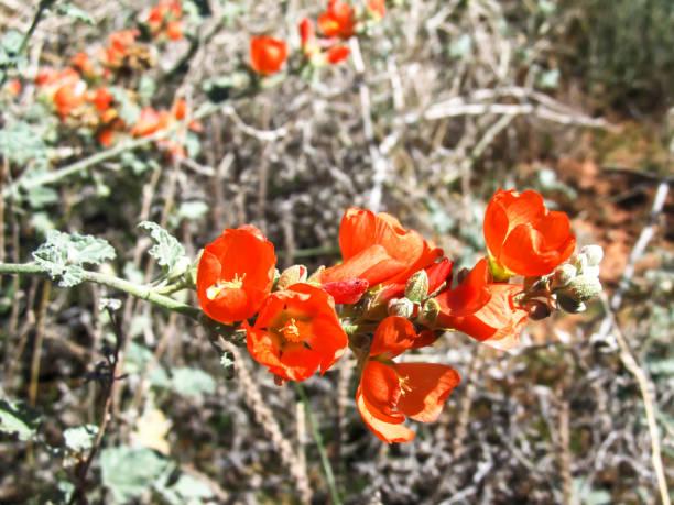 istock Bright orange Desert Globemallow flowers 1406733527