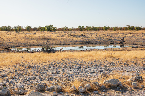 Waterhole at Etosha National Park in Kunene Region, Namibia