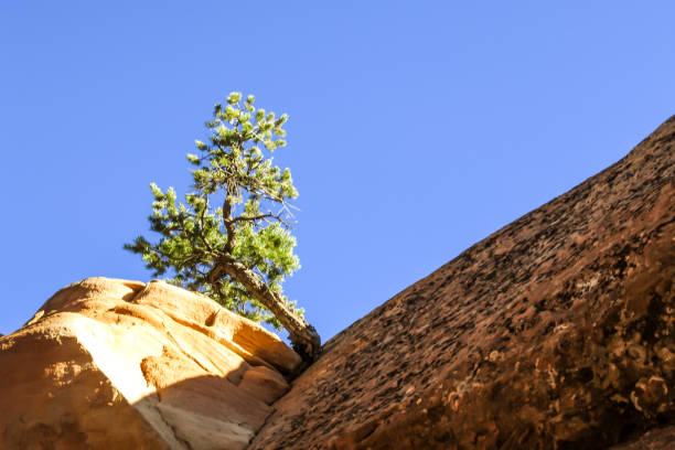Looking up at a small Utah Juniper, Juniperus Osteosperma, growing on the edge of a sandstone cliff, against a bright blue sky, in Arches National park, Utah, USA