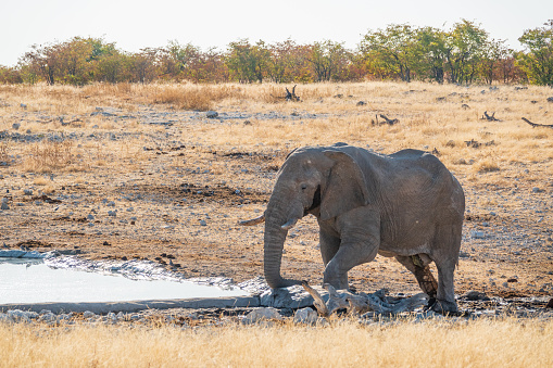 African Elephant at Olifantsbad (Afrikaans for Elephant’s Bath) Waterhole in Kunene Region, Namibia