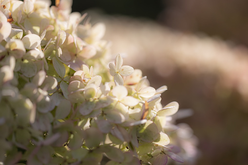 Close-up of white and pink blossoms of a hydrangea plant