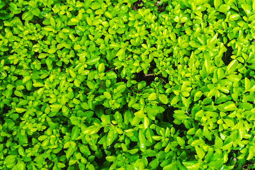 small tree green leaves texture background in outdoor garden