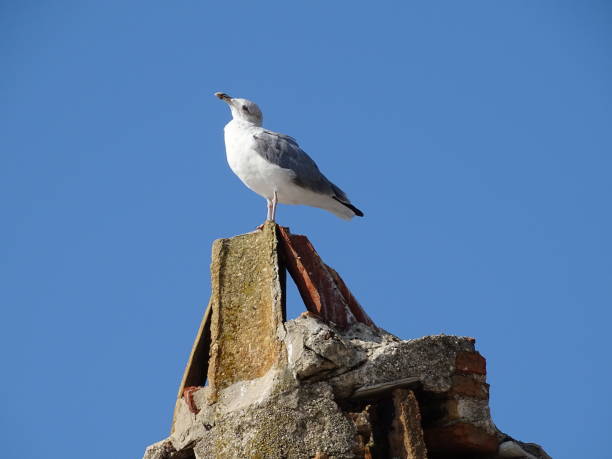 istock Bol Brac Dalmatia Island Croatia - Stork on a fireplace 1406736085