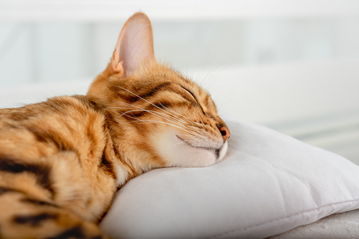 Close-up of a cute sleeping domestic cat on a white pillow.