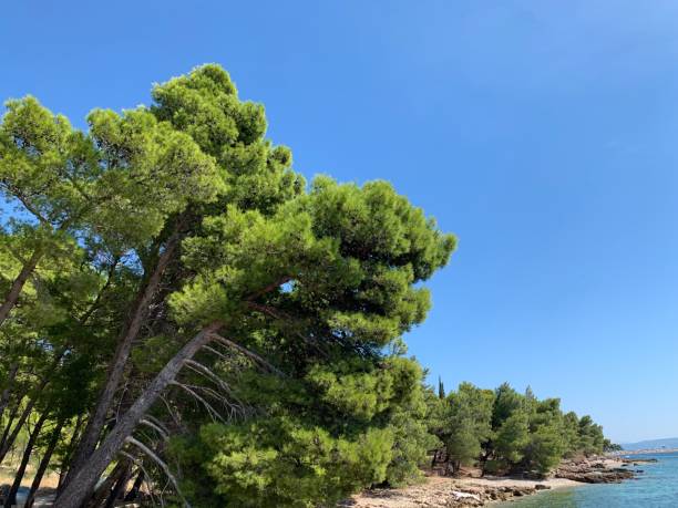 istock Bol Brac Dalmatien Insel Kroatien 1406736237