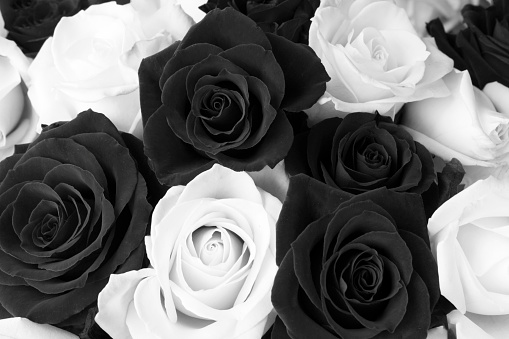 Close-up on black and white roses. Floral background.