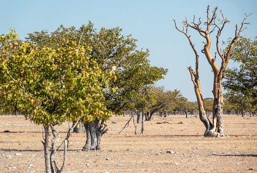 Moringa ovalifolia in Sprokieswoud (Fairy Tale Forest) at Etosha National Park in Kunene Region, Namibia. This is the largest concentration of these succulent flowering trees in the world and is partly fenced off to protect them from elephants.