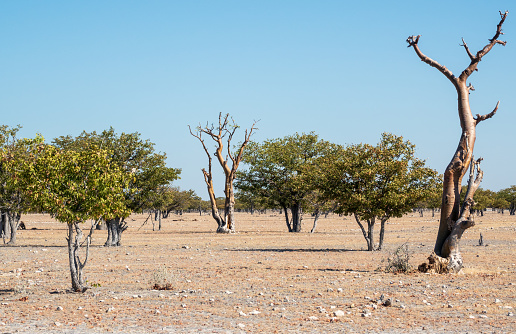 Lone dead tree in the barren landscape of Deadvlei in Namibia