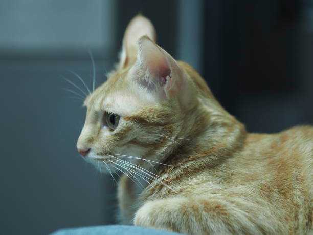 istock Profile Portrait of Ginger Cat with side view 1406739408
