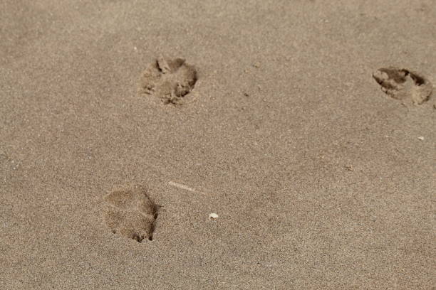 istock Small dog paw prints in the sand at Formby Beach 1406740852