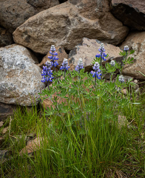 istock Wildflowers and grass on stone background 1406741030