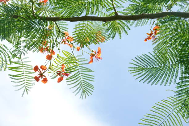 istock Looking up toptrees the blue sky and blurred trees 1406741207