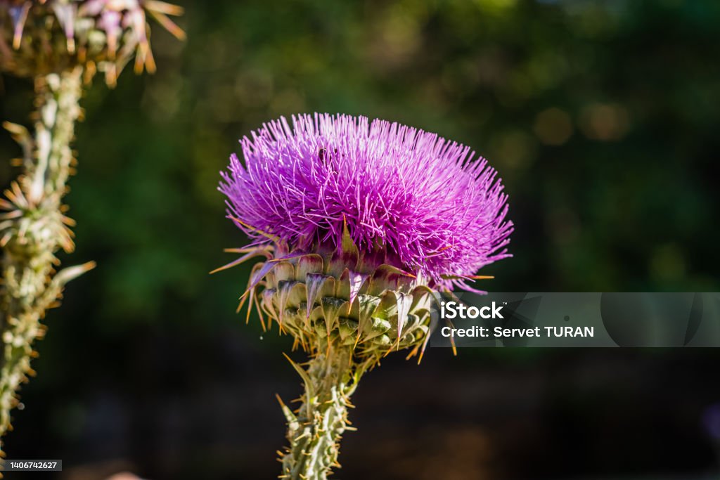 Cotton Thistle (Onopordum acanthium) view. Green background. Scottish Thistle Stock Photo