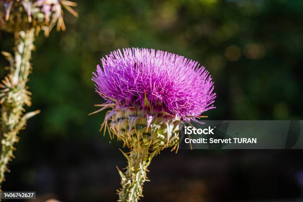 Cotton Thistle View Green Background Stock Photo - Download Image Now