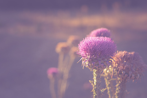 Blooming (flowering) thistle. Soft view and background with Cotton Thistle (Onopordum acanthium).