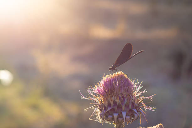 Beautiful Demoiselle (Calopteryx Virgo) on cotton thistle at sunset.